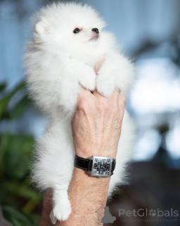 Фото №3. Pomeranian Spitz.  Германия