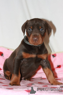 Фото №1. доберман - купить в Бамберг за договорная. Объявление №167548