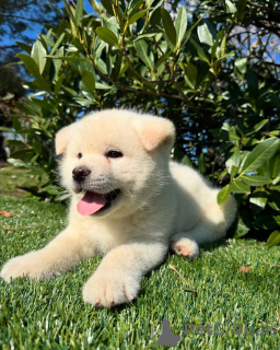 Фото №1. американская акита - купить в Гамбург за договорная. Объявление №160854