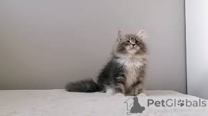 Фото №3. Сибирские шатоны в продаже. Бельгия