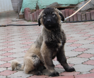 Дополнительные фото: кавказские овчарки,щенкам 4 месяца,с метрикой КСУ/FCI