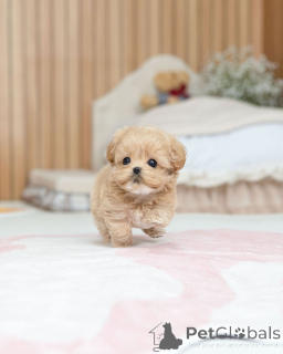 Фото №2 к объявлению №163588 о продаже мальтипу - купить в Германии заводчик