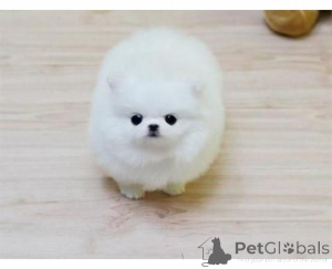 Фото №1. померанский шпиц - купить в Франкенберг за договорная. Объявление №161030