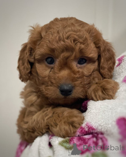 Фото №4. Продажа кавалер-кинг-чарльз-спаниеля в Feldkirch заводчик - цена 36179₽