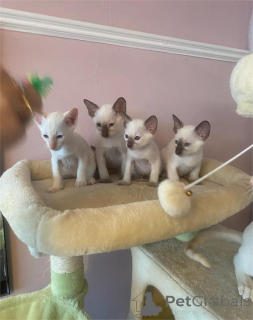 Фото №1. сиамская - купить в Bietigheim-Bissingen за 32468₽. Объявление №153103