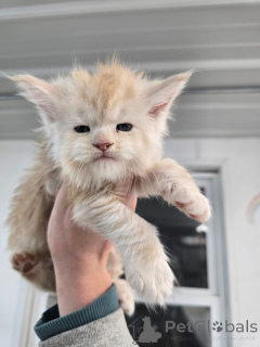 Фото №4. Продам  в Эелс заводчик - цена договорная