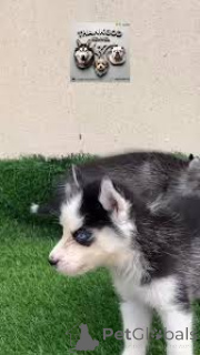 Фото №3. Prachtige Siberische Husky - щенок te koop.  Бельгия