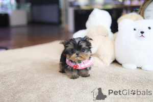 Фото №3. Дом декана Джанет Кей.  США