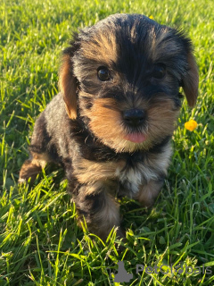 Фото №3. Teacup Yorkshire Terrier Puppy for free adoption.  Германия