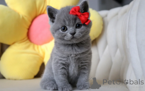 Фото №3. Британский короткошерстный котенок уже доступен. Германия