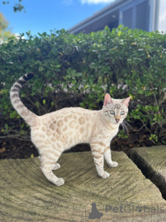 Фото №1. бенгальская - купить в Миккели за 69575₽. Объявление №152946