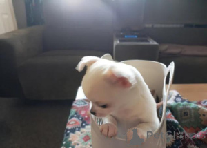 Фото №3. Потрясающие щенки. Готово сейчас.  Германия