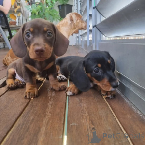 Фото №1.  - купить в Барри за Бесплатно. Объявление №163559