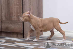 Фото №3. American Bully.  Россия