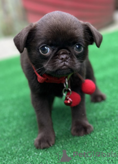 Фото №3. Эксклюзивная Брюссель Гриффон.  Сербия