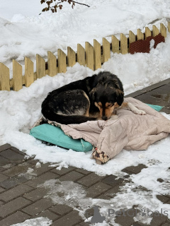 Фото №1. беспородная - купить в Минске за Бесплатно. Объявление №165753