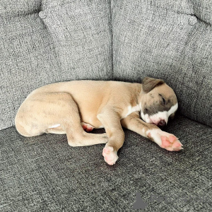 Фото №3. Grazioso Cucciolo di Whippet Gentile, Giocoso e pronto a trovare una casa.  Германия