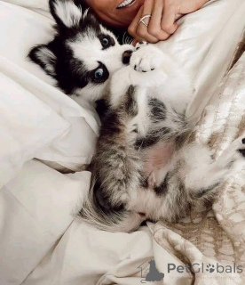 Фото №3. Готов к работе!! ищу семью, которая будет любить и брать их в качестве.  США