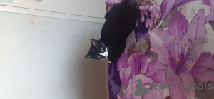 Фото №2 к объявлению №143764 о продаже британская короткошёрстная - купить в Великобритании частное объявление