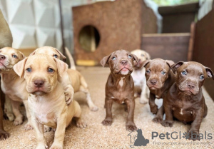 Фото №4. Продажа  в Сухум частное объявление, заводчик - цена 50000₽