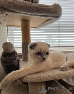 Фото №1. шотландская вислоухая (скоттиш фолд) - купить в Барбиблин за 32468₽. Объявление №153582