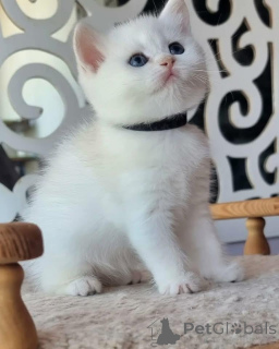 Фото №1. шотландская вислоухая (скоттиш фолд) - купить в Аннемасс за 69575₽. Объявление №162856