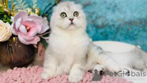 Фото №1. шотландская (скоттиш страйт) - купить в Киеве за 49283₽. Объявление №149534