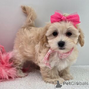 Фото №1. мальтипу - купить в Айзлинген за 32468₽. Объявление №151383