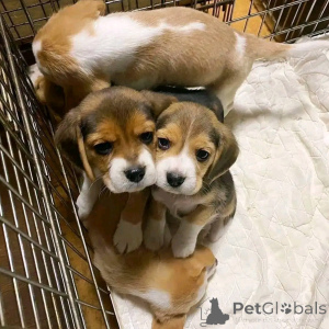 Фото №3. Beagle Puppies для усыновления.  США
