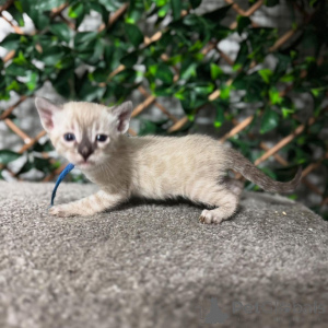 Фото №3. Бенгальские котята Экзотическая элегантность встречает семейное развлечение. Швейцария