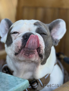 Фото №4. Продажа французского бульдога в Лондонский район Камден частное объявление - цена 46384₽