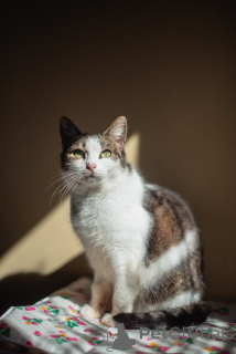 Фото №1.  - купить в Химках за Бесплатно. Объявление №159179