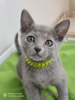 Фото №3. Русская голубая кошка. Россия