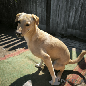 Фото №3. Не такая как все!Собака по кличке Карамелька..  Россия