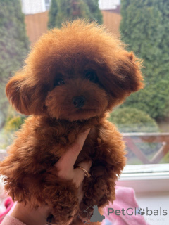 Фото №1. пудель (карликовый) - купить в Краснодаре за 250000₽. Объявление №155083