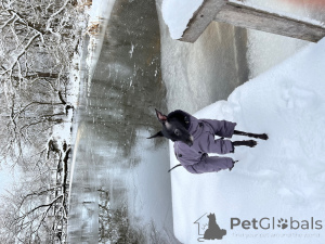 Фото №3. Мальчик левретки с родословной для вязки в  Беларуси. Объявление №137743