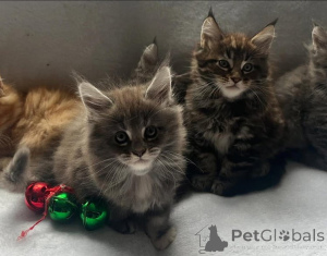 Фото №4. Продам мейн-куна в Vienna заводчик - цена 11132₽