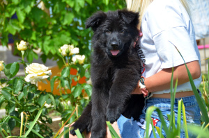 Дополнительные фото: щенок немецкой овчарки,девочка,окрас черный,метрика КСУ/FCI,67 дней