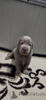 Фото №3. Серебряные лабрадоры.  Сербия