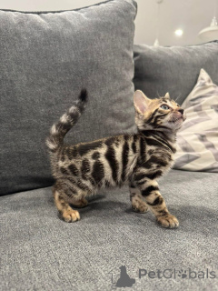 Фото №2 к объявлению №152779 о продаже бенгальская - купить в Франции частное объявление