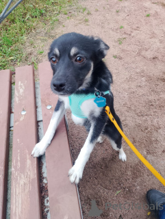 Фото №1. беспородная - купить в Санкт-Петербурге за Бесплатно. Объявление №159495