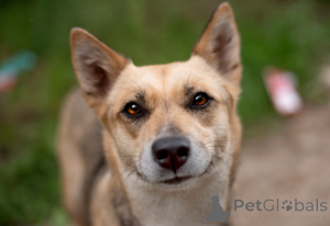 Фото №4. Продажа беспородную в Москве реке частное объявление - цена Бесплатно