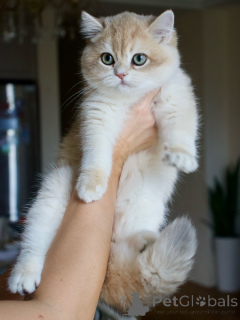 Фото №3. Познакомьтесь с Оливером, обаятельным, сдержанным и полным тихой любви.. Исландия