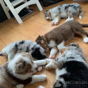 Фото №1. австралийская овчарка - купить в Берлине за Бесплатно. Объявление №160172