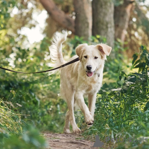Фото №4. Продажа беспородную в Москве реке частное объявление - цена Бесплатно