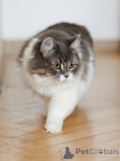 Фото №2 к объявлению №151212 о продаже  - купить в России частное объявление