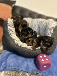 Фото №3. Dice Yorkie.  США