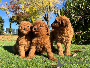 Фото №1. пудель (той) - купить в Берлине за договорная. Объявление №160830
