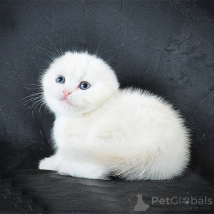 Фото №1.  - купить в Ганновер за 23192₽. Объявление №156668