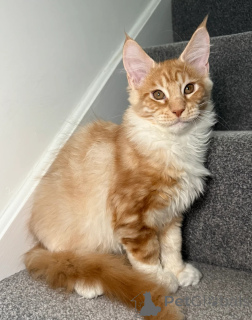 Фото №4. Продам мейн-куна в Августа частное объявление - цена договорная